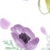 ANEMONE